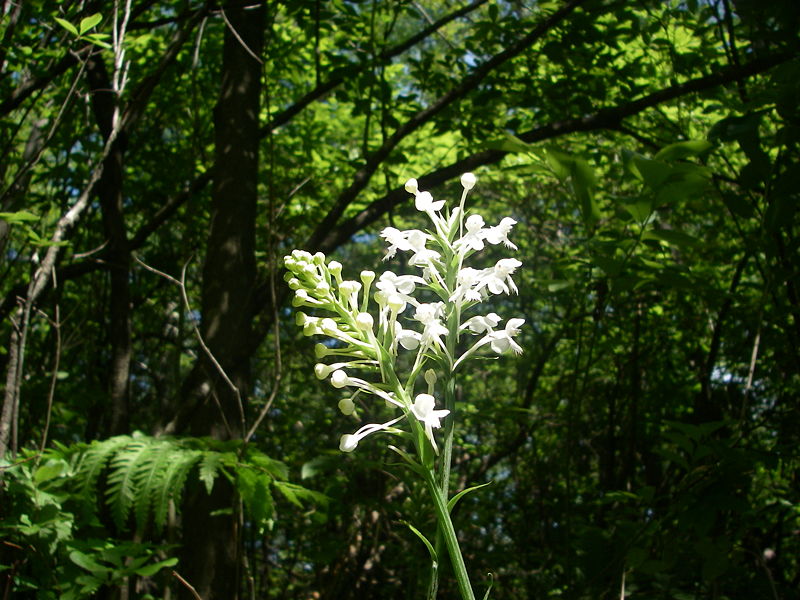 Habenaria blephariglottis